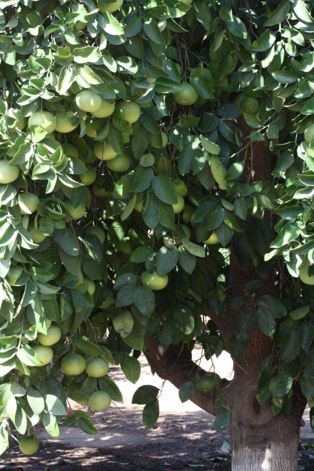            Habit (Riverside, CA)   